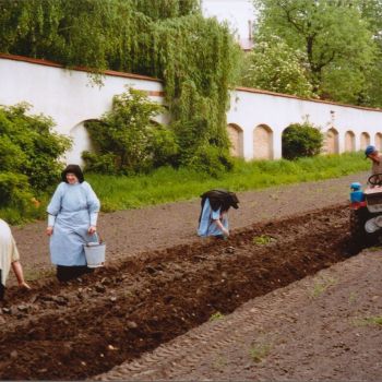 W przyklasztornym ogrodzie